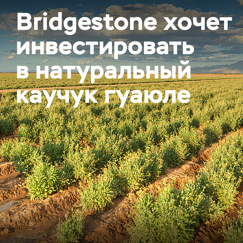 Bridgestone 计划商业化瓜育勒自然橡胶