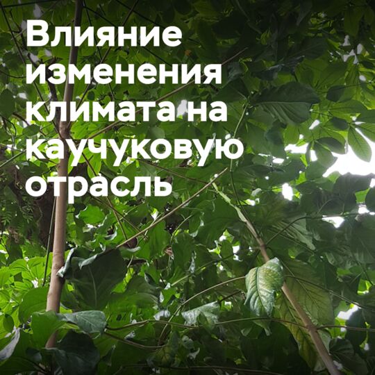 IRSG擴大研究氣候變化對橡膠行業的影響<br />