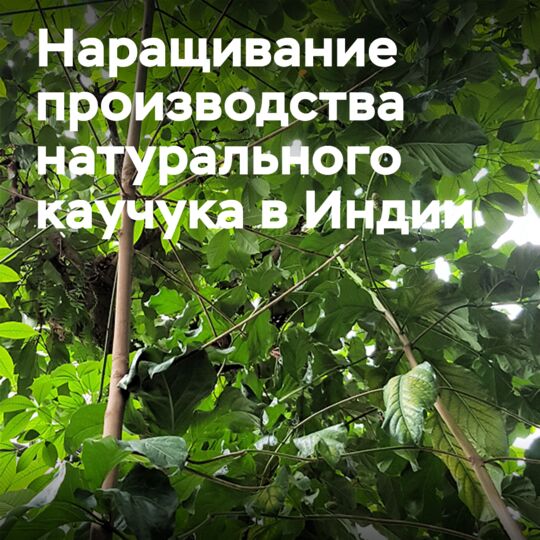 印度轮胎制造商将投资增加当地橡胶生产