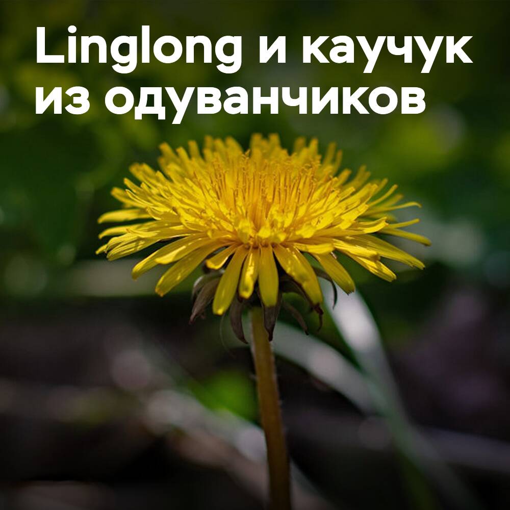 凌隆在蒲公英橡胶生产领域取得突破