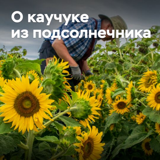 美國初創公司計畫商業化向日葵橡膠 <br />